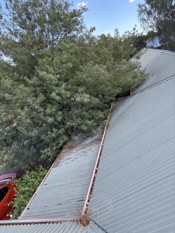 Gutters packed with leaf litter under overhanging gum trees before cleaning
